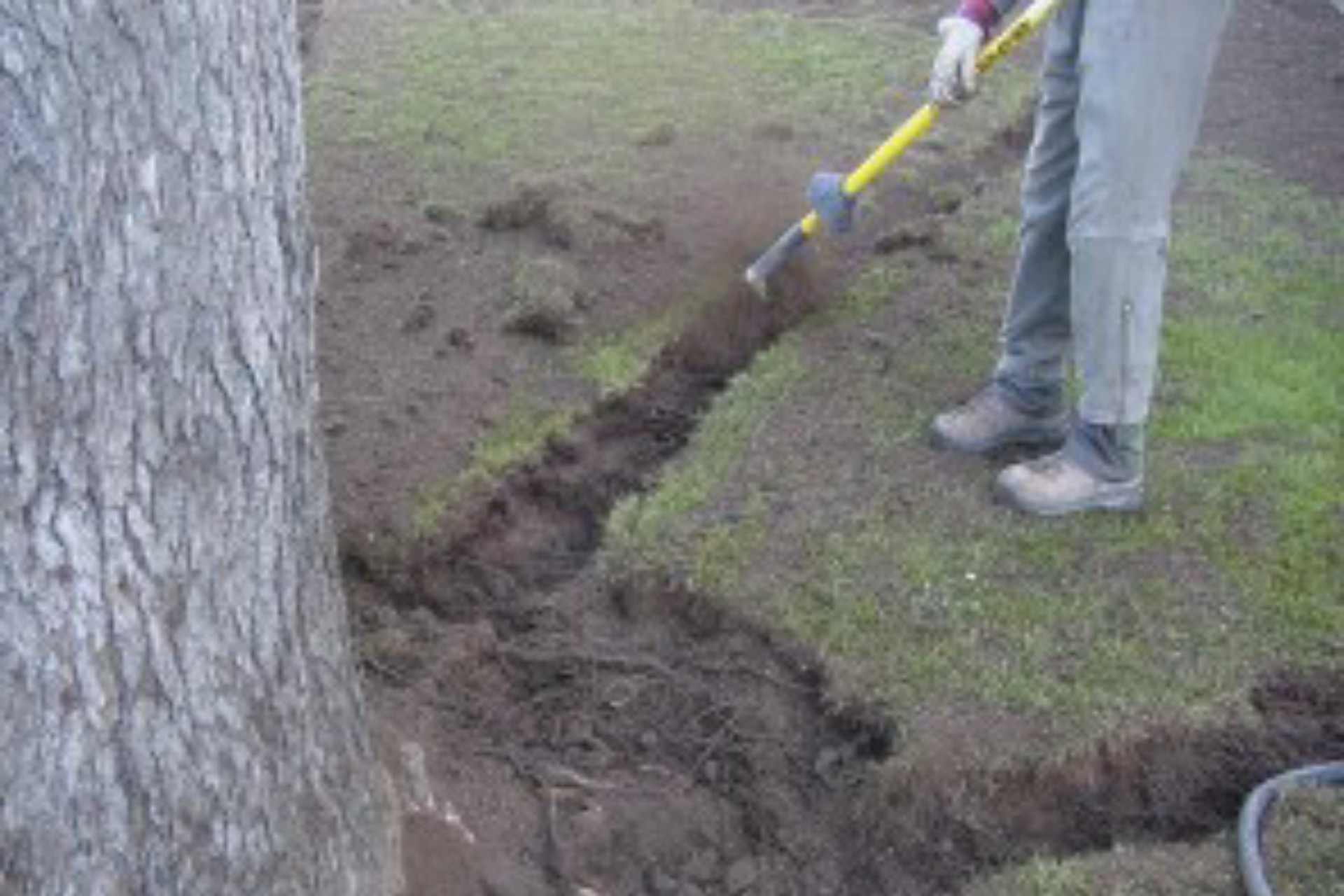 Tree Surgeons Northamptonshire